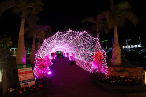 東南植物楽園 イルミネーション