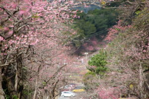 もとぶ八重岳桜