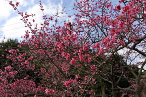 もとぶ八重岳桜