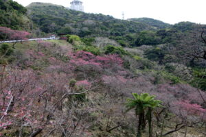 もとぶ八重岳桜