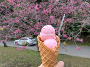 もとぶ八重岳桜