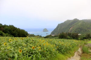 名護市天仁屋のヒマワリ畑