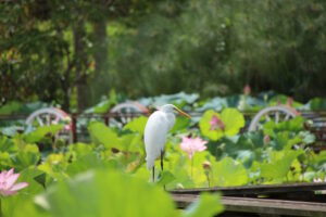 東南植物楽園