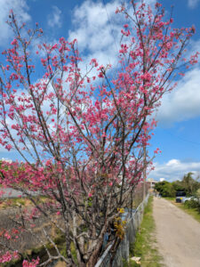 ヌーリ川の桜並木