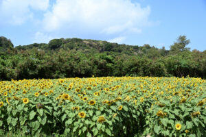 浜比嘉島のヒマワリ畑