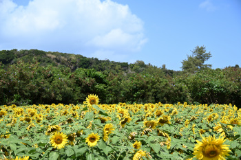 浜比嘉島のヒマワリ畑
