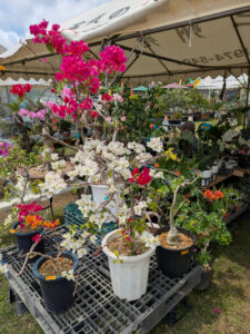 中部広域グリーンフェスタ 大植木市