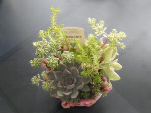 多肉植物の寄せ植え