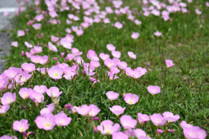 ヒルザキツキミソウ