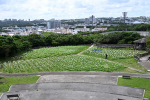 県総合運動公園